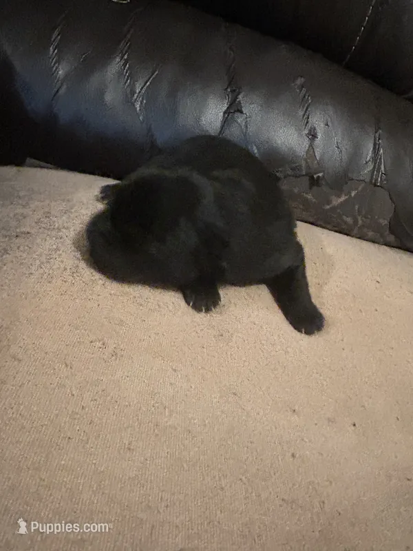 Number five CKC Registered – Chow Chow puppy for sale in Huntingdon, PA