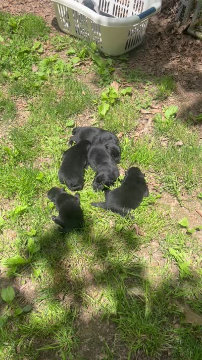 Number one  CKC Registered, a male Chow Chow for sale in Huntingdon, PA – 9 of 10