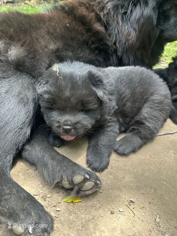 new price #4 New video – Chow Chow puppy for sale in Huntingdon, PA