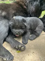 new price #4 New video 07/02/2026, a male Chow Chow for sale in Huntingdon, PA – 1 of 7