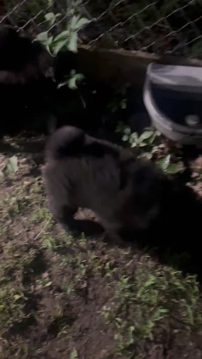 new price #4 New video 07/08/2026 last pup, a male Chow Chow for sale in Huntingdon, PA – 6 of 7