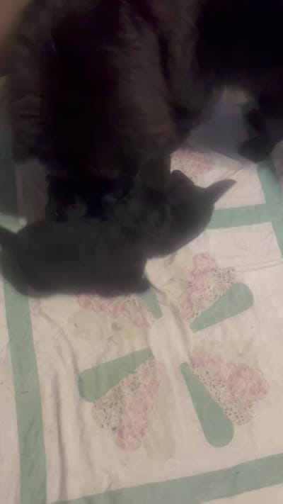 Number five  new video central Pa, a male Chow Chow for sale in Huntingdon, PA – 9 of 9