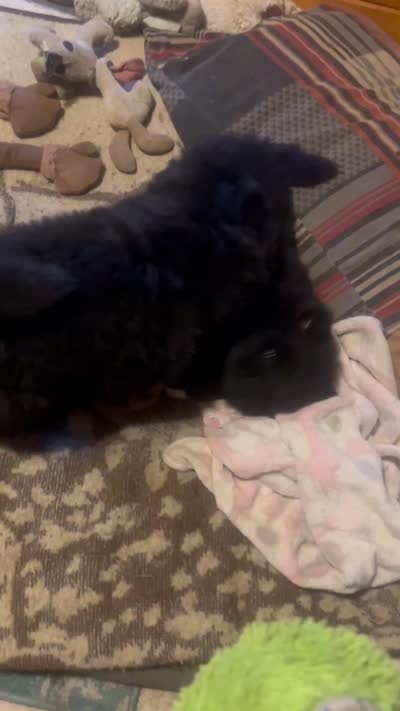 #5 new price new video 07/08/2026 pending, a male Chow Chow for sale in Huntingdon, PA – 9 of 9