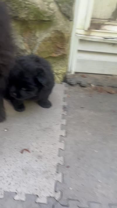 #5 new price new video 07/02/2026, a male Chow Chow for sale in Huntingdon, PA – 10 of 10