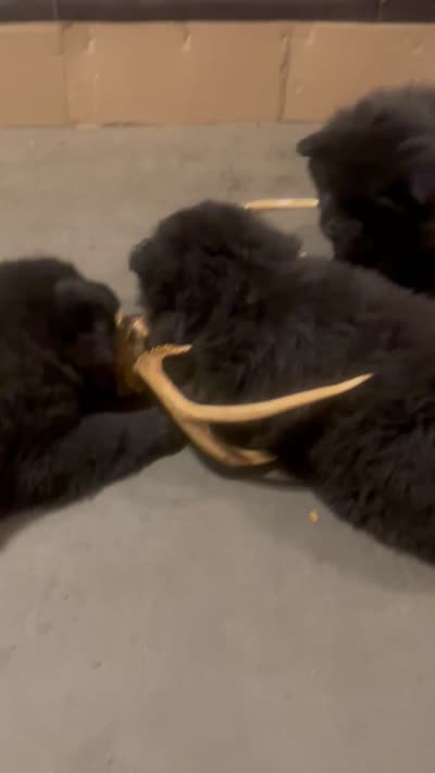 #2 ready for her new home 07/21/2026 new video too, a female Chow Chow for sale in Huntingdon, PA – 10 of 10