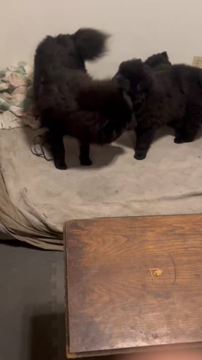 #5  new video too 08/03/2026 need to be verified to buy my pups, a male Chow Chow for sale in Huntingdon, PA – 8 of 8