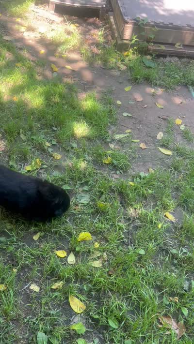 new price #4 New video 07/02/2026, a male Chow Chow for sale in Huntingdon, PA – 6 of 7