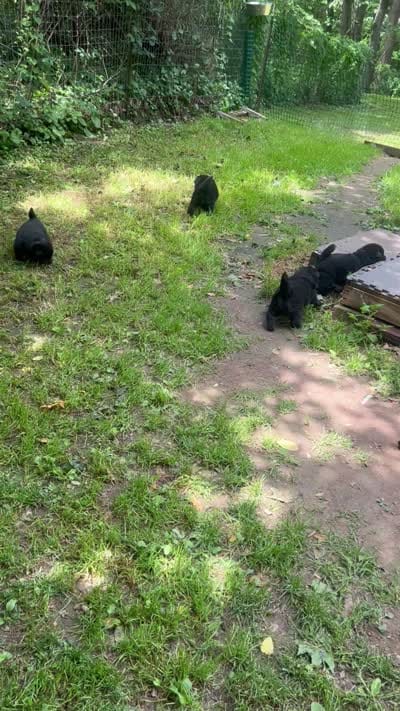 new price #1pup, a male Chow Chow for sale in Huntingdon, PA – 7 of 7