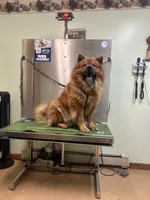 Number one  CKC Registered, a male Chow Chow for sale in Huntingdon, PA – 10 of 10