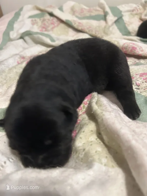 Number one  CKC Registered – Chow Chow puppy for sale in Huntingdon, PA