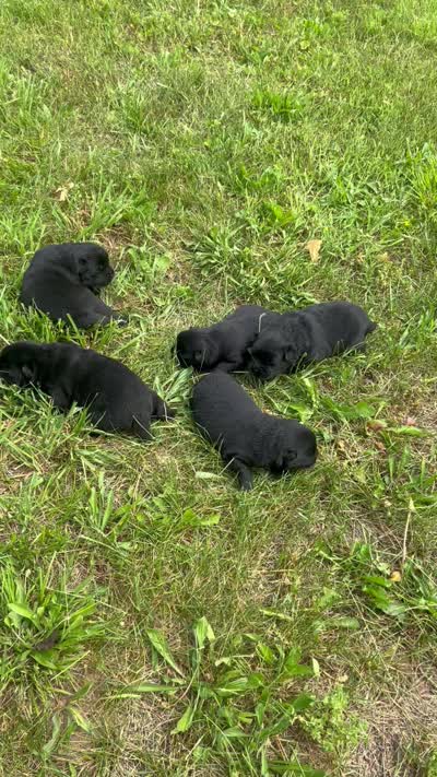 Number four, a male Chow Chow for sale in Huntingdon, PA – 3 of 4
