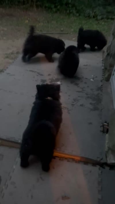 #5  ready to go to his new home 07/262026  new video too, a male Chow Chow for sale in Huntingdon, PA – 8 of 9