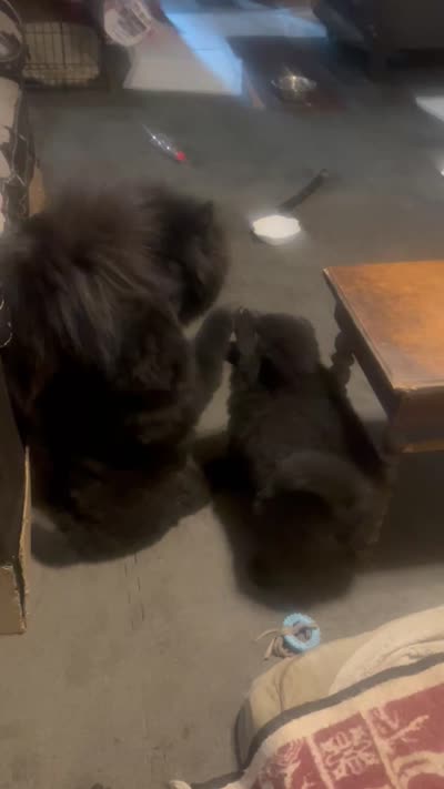 #4 ready for his new home  07/21/2026 new video too, a male Chow Chow for sale in Huntingdon, PA – 7 of 7