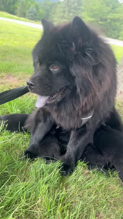 Number four, a male Chow Chow for sale in Huntingdon, PA – 4 of 4