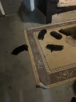 Number three  new video central Pa, a male Chow Chow for sale in Huntingdon, PA – 4 of 7
