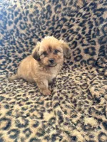 Ivory , a female Shih Tzu for sale in Houston, TX – 1 of 2