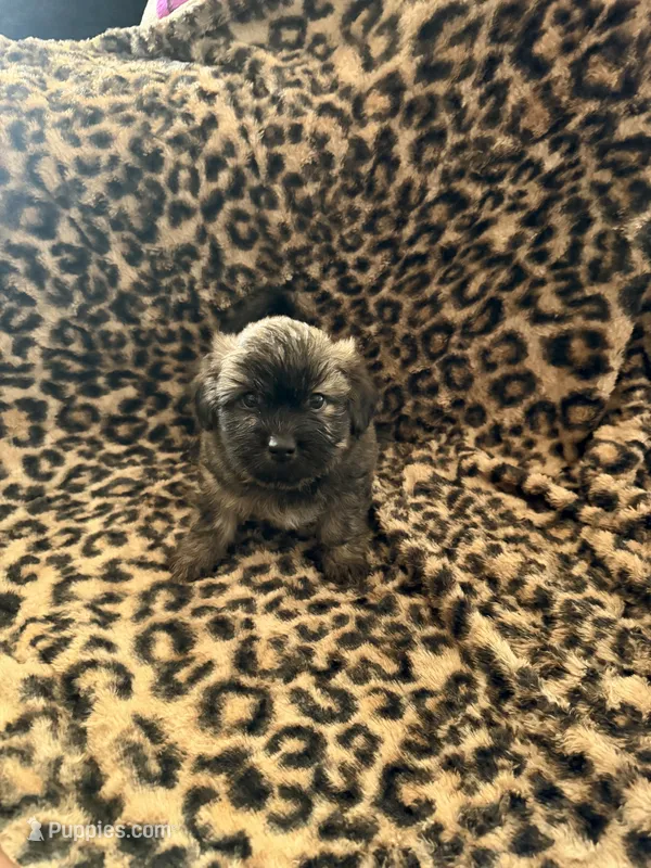 Nova – Shih Tzu puppy for sale in Houston, TX