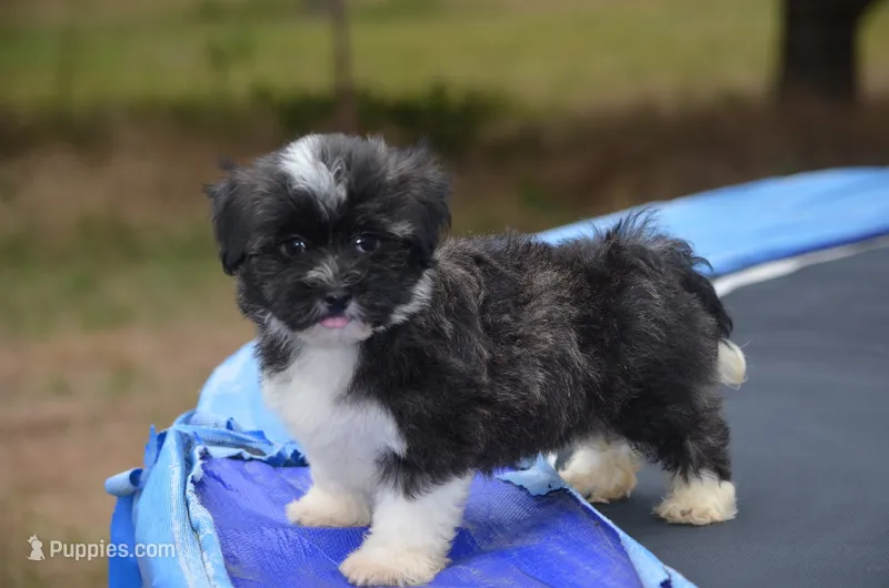 Oreo – Havanese puppy for sale in Dallas, TX