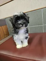 Oreo, a male Havanese for sale in Dallas, TX – 6 of 6