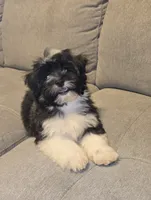 Oreo, a male Havanese for sale in Dallas, TX – 4 of 6