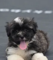Oreo, a male Havanese for sale in Dallas, TX – 2 of 6
