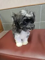Oreo, a male Havanese for sale in Dallas, TX – 5 of 6