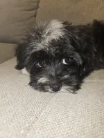 Oreo, a male Havanese for sale in Dallas, TX – 3 of 6