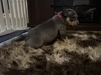 Luna, a female American Bully for sale in Des Moines, IA – Photo 6 of 10