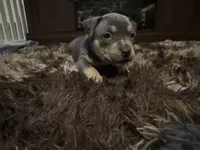 Luna, a female American Bully for sale in Des Moines, IA – Photo 5 of 10