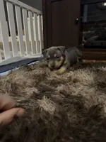 Luna, a female American Bully for sale in Des Moines, IA – Photo 2 of 10