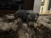 Luna, a female American Bully for sale in Des Moines, IA – Photo 3 of 10