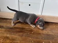 Luna, a female American Bully for sale in Des Moines, IA – Photo 4 of 10