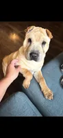 Walter, a male Chinese Shar-Pei for sale in Austin, IN – 2 of 7