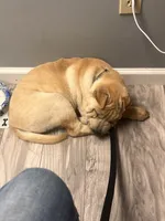 Walter, a male Chinese Shar-Pei for sale in Austin, IN – 6 of 7