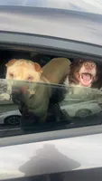 Walter, a male Chinese Shar-Pei for sale in Austin, IN – 4 of 7