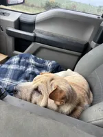 Walter, a male Chinese Shar-Pei for sale in Austin, IN – 7 of 7