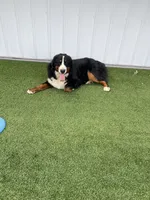 Poppy AKC, a female Bernese Mountain Dog for sale in Arthur, IL – 9 of 9