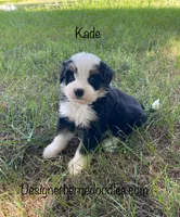 Kade Mini, a male Miniature Bernedoodle for sale in Arthur, IL – 2 of 5