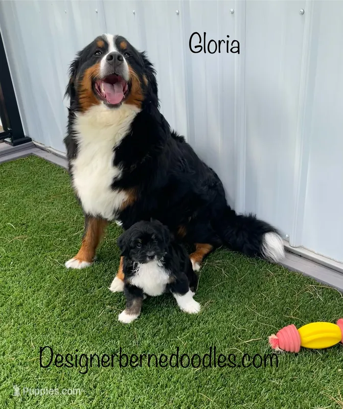 Gloria Mini – Miniature Bernedoodle puppy for sale in Arthur, IL
