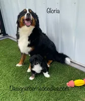 Gloria Mini, a female Miniature Bernedoodle for sale in Arthur, IL – 1 of 8