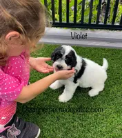 Violet tiny / Toy, a female Miniature Bernedoodle for sale in Arthur, IL – 2 of 7