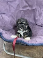 Ivy F1b tiny, a female Miniature Bernedoodle for sale in Arthur, IL – Photo 3 of 6