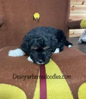 Ivy F1b tiny, a female Miniature Bernedoodle for sale in Arthur, IL – Photo 2 of 6