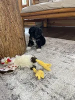 Ivy F1b tiny, a female Miniature Bernedoodle for sale in Arthur, IL – Photo 4 of 6