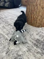 Ivy F1b tiny, a female Miniature Bernedoodle for sale in Arthur, IL – Photo 5 of 6