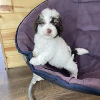 Spencer F1b tiny, a male Miniature Bernedoodle for sale in Arthur, IL – Photo 5 of 8