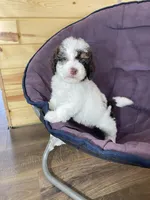 Spencer F1b tiny, a male Miniature Bernedoodle for sale in Arthur, IL – Photo 5 of 8