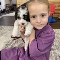 Spencer F1b tiny, a male Miniature Bernedoodle for sale in Arthur, IL – Photo 8 of 8