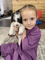 Spencer F1b tiny, a male Miniature Bernedoodle for sale in Arthur, IL – Photo 8 of 8