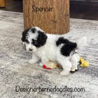 Spencer F1b tiny, a male Miniature Bernedoodle for sale in Arthur, IL – Photo 2 of 8